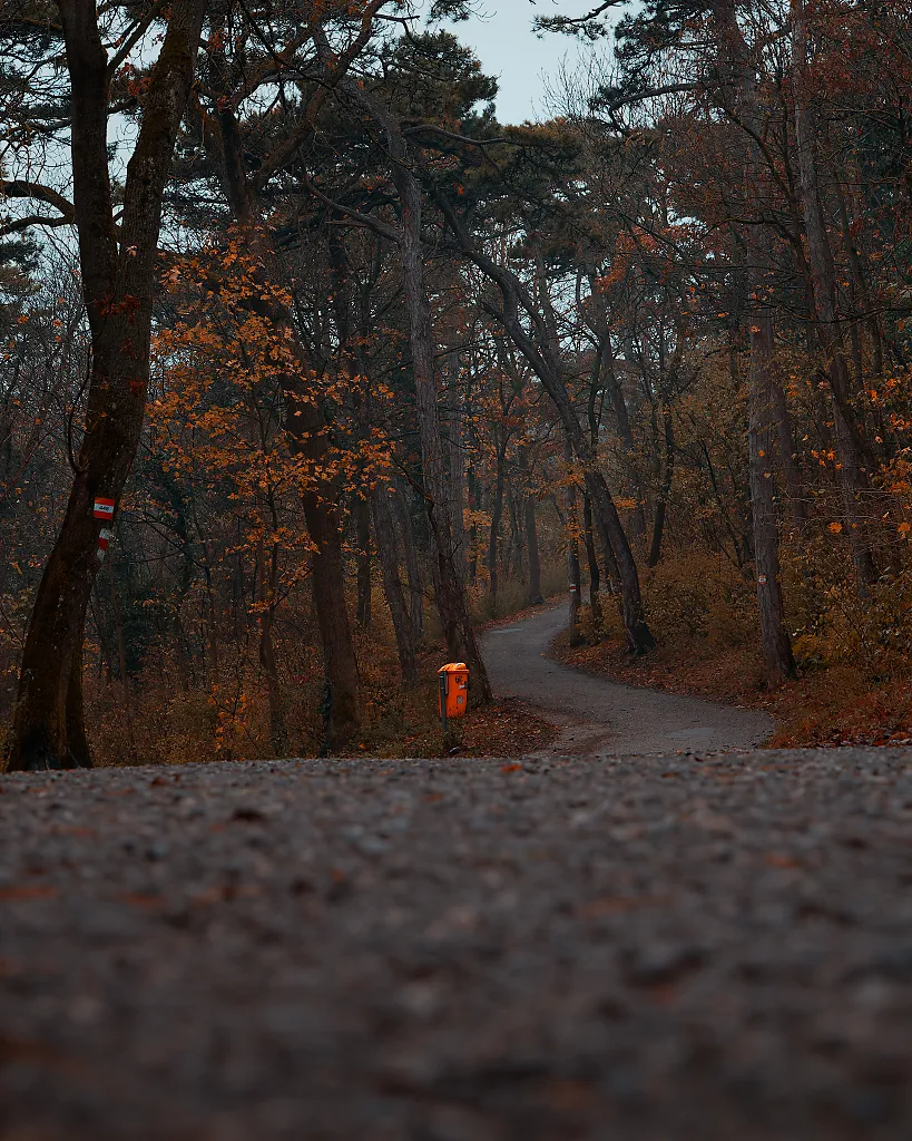 moody forest